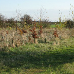 November 2008 - Wood is well established